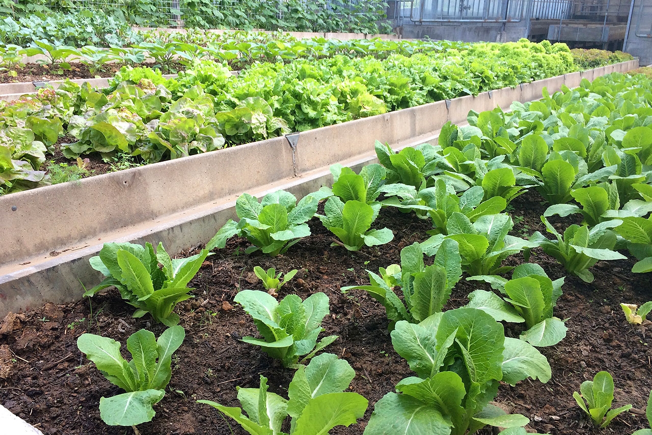 Naturbelassener Gemüseanbau in unseren Gewächshäusern